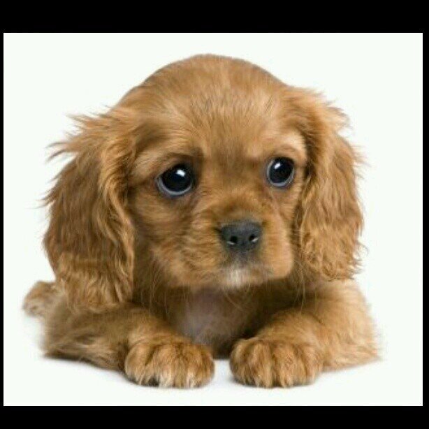 Follow us on instagram @Doggyworldx