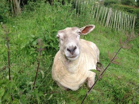 Campaigning for compassion towards animals and ending speciesism. Longing for the day of emancipation for all living creatures from the tyranny of human(kind?)
