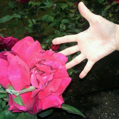 砂漠に咲く一輪の花 1rin No Hana Twitter 砂漠に咲く一輪の花 1rin No Hana Twitter