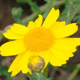 CindyTeacherEdu's profile picture. Teacher educator working at the intersection of educator prep, P-12 schooling, and urban communities in order to realize the limitless potential of urban youth