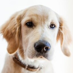 Trasporto di animali domestici nel mondo! Date un occhiata al nostro sito web e scoprirete tutti i nuovi servizi! Seguiteci ovunque !!