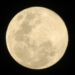 mornirolicarola's profile picture. 