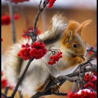 Barbara Frittoli (@barbarafrittoli) 's Twitter Profile