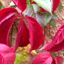 CatzSto's profile picture. Ingen politiker får mitt mandat att slå sönder vår gemensamma socialförsäkring. Vi behöver inga fler fackeltåg. Bara mer trygghet.