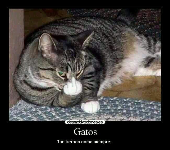 liwerpool2's profile picture. 100%