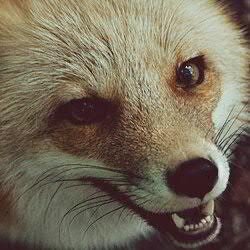 CaLiForNi9I's profile picture. Засоряю Твиттер всяким разным бредом =))