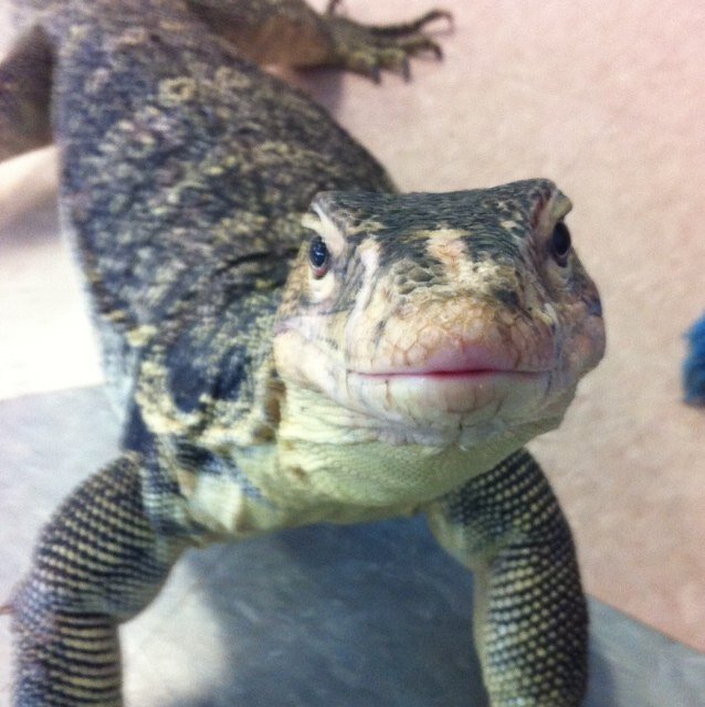 ReptilicusPrime's profile picture.