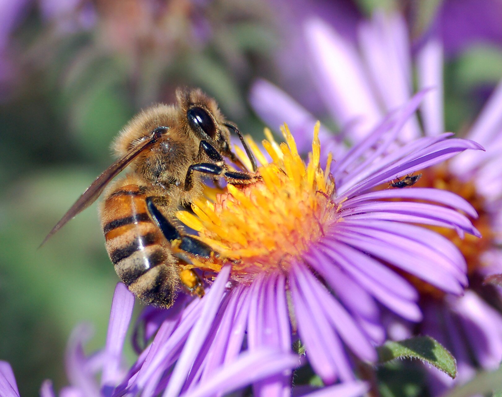 All the facts you never knew you wanted to know about honey bees bzzzzz!
