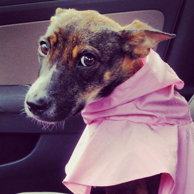 Rescue puppy. Princess. Taking over the world with cuteness one day at a time. #woof