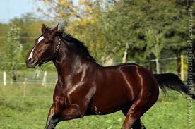 Amo futebol, música, animais (Cavalos) e aprecio sem moderação o sexo feminino ;)
