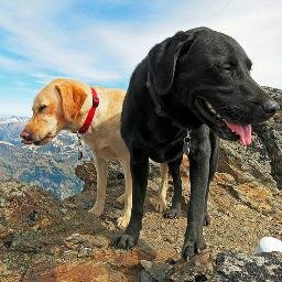 We climb mountains with @onehikeaweek.
Cooper: forever in our hearts.
Cody: avid mountaineer.
Connor: recruit.