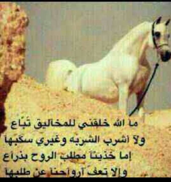 الخذلان مؤلم فلا أجيد الكتابه في غيره ♥  شرهتي ماهي عليك ولا على الوقت الغريب  شرهتي على عيون كانت تشوفك سماء ).