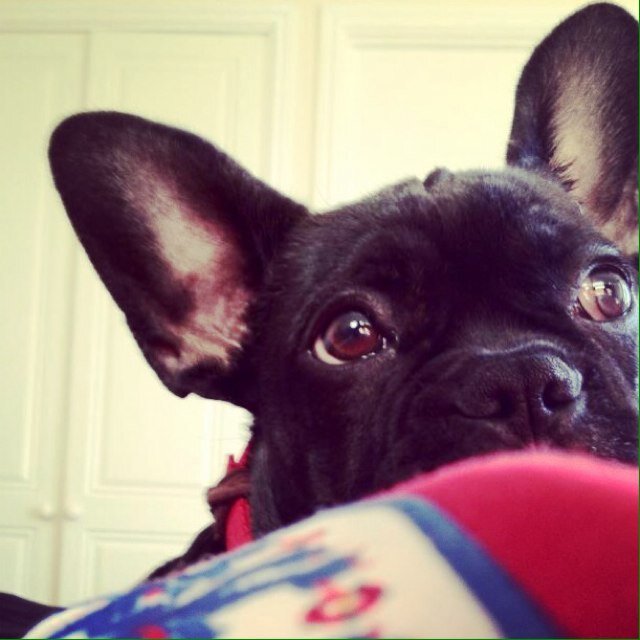 myrtle_frenchie's profile picture. Hi I'm Myrtle, a technology savy French Bulldog. I love walks & people even love the vet. Dislike baths and cats! Thank u for the follow! Crazy owner is @uk_liz