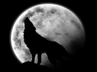 soy como el lobo por su fidelidad que demuestra