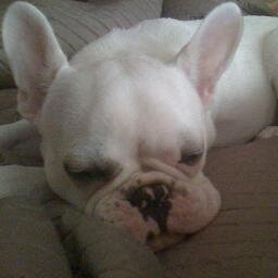 FrenchieAlain's profile picture. Alain James the French Bulldog