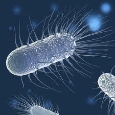 VOTE FLAGELLA 2013