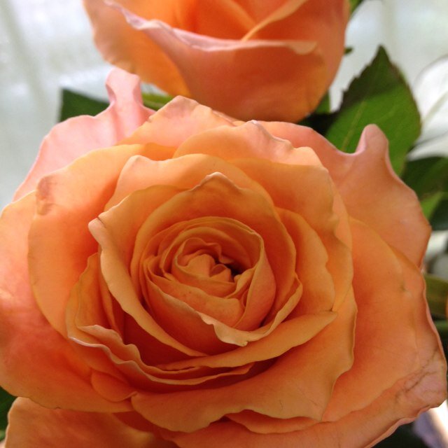 chichizuru's profile picture. のんびり生きてます(*^^*)着物や手芸が好きかも〜。