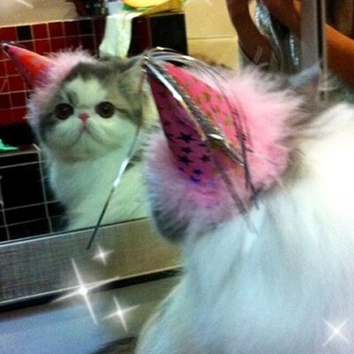 cat in a party