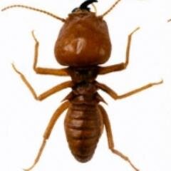 Pestindo MS adalah sebuah perusahaan yang beregak di bidang jasa pengendalian hama khususnya hama bangunan seperti rayap, kecoa, kutu busuk, tikus, lalat, dsb