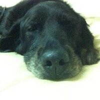 Josh 'O ' (@co_ghost) 's Twitter Profile