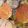 EadhaAspen's profile picture. Eadha is Gaelic for the aspen tree. We grow and plant aspens and other rare native trees to regenerate land and communities.