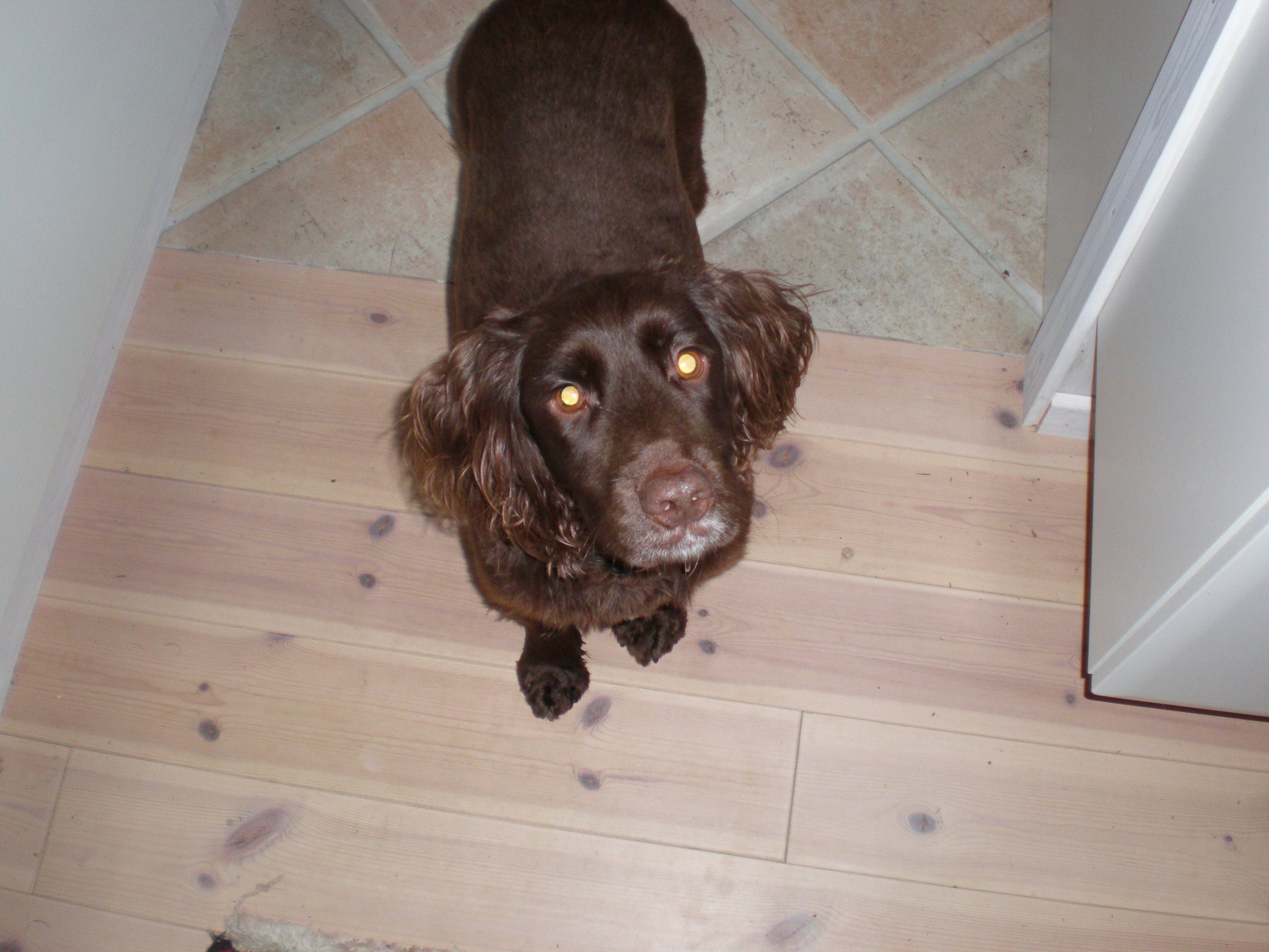 MISSING
CHOC QUILTER #ChocQuilter #MissingDog
Brown Spaniel missing from his home in #Cawthorne, #Barnsley Since Thursday 3rd October 2013 £500 REWARD