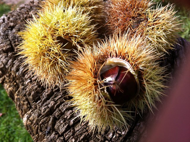 krazda's profile picture. 