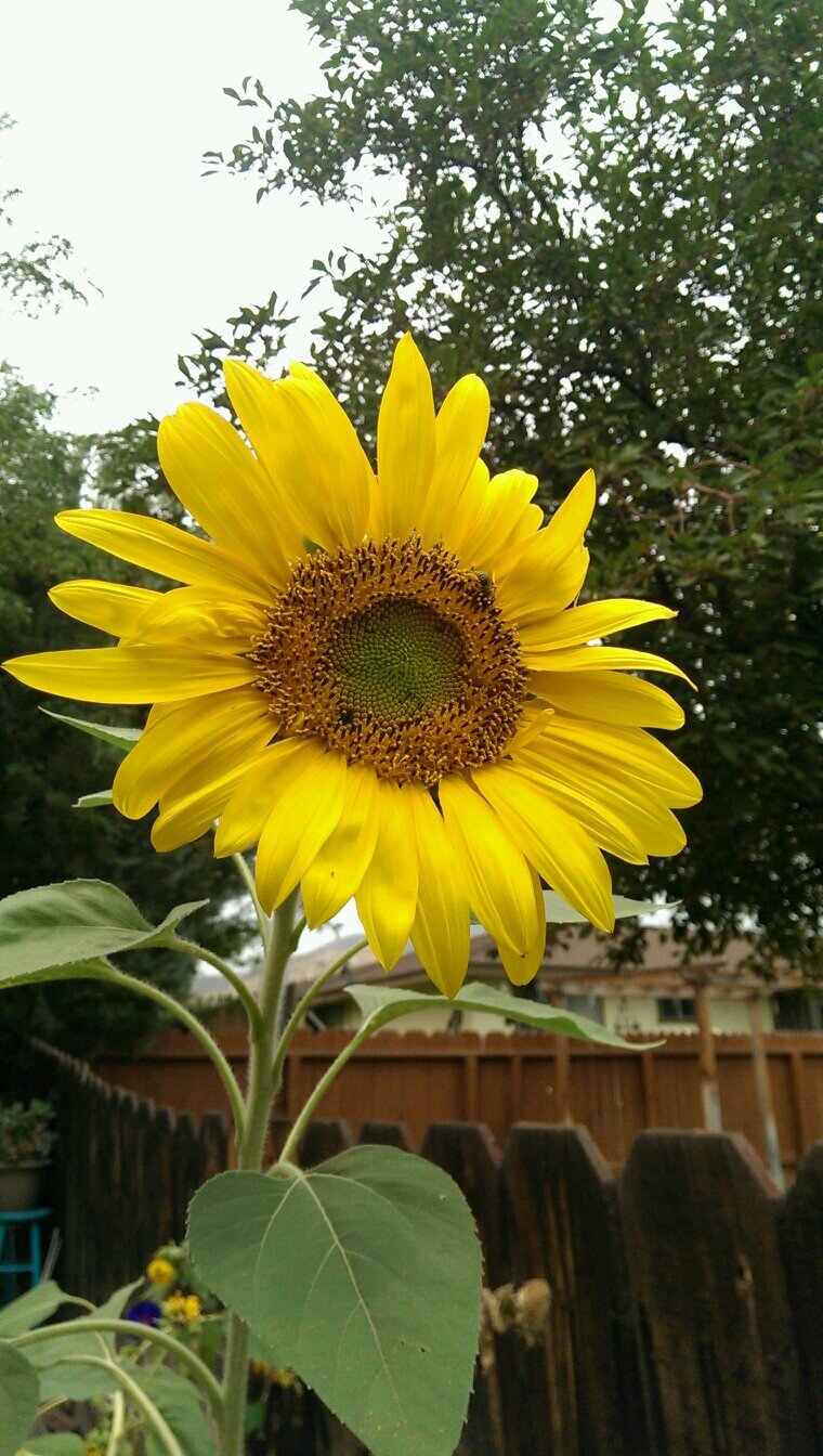 devilskiss28f's profile picture. 