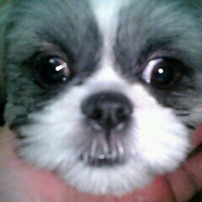 ジョニー やっぱりスティーヴィー ワンダーってアシカに似てる