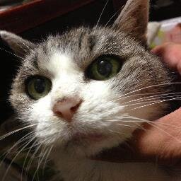 ブーン系小説っていうネットに転がる小説的なアレをアレしていたアカウントだよ。