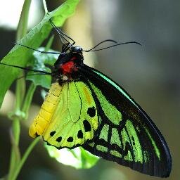 Fusionelection's profile picture. 