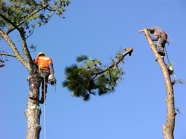 Whether you need us for Tree Removal Service or Firewood Services, we’re the reliable experts for all your needs.