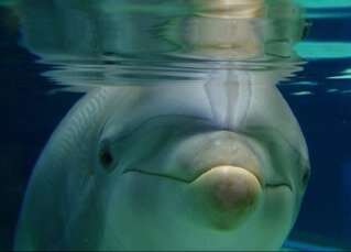 GIS head - CREOCEAN