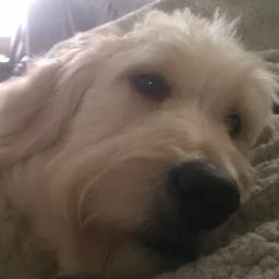Best dog ever. keeper of the everyone's home alarm. decoration expert