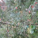 cameron rideout - @bigshow1964 - Twitter