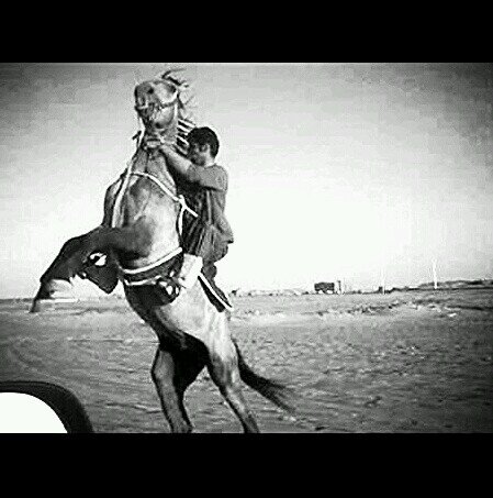 ‏قاهر الصحراء...