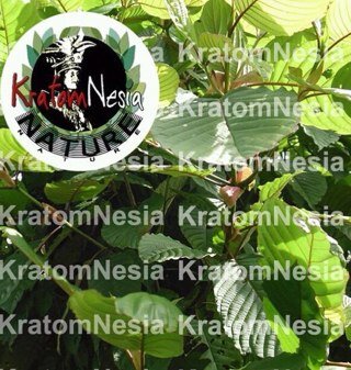 Wholesaler for borneo red vein,white,and green