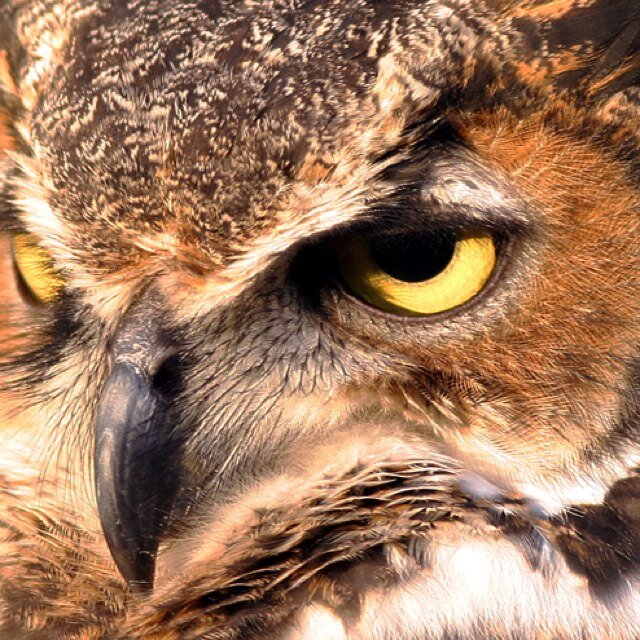 I am Knowlen Whoo the Owl. My library is available to those who seek knowledge. Beware, I do not allow those who want to seek information for evil purposes.