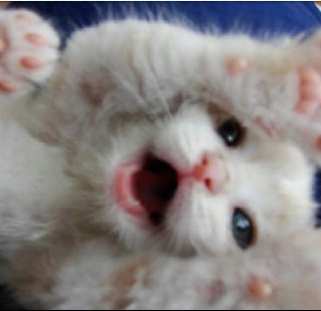 Thanks for choosing Cat Facts! Follow for 100% true fun daily facts about CATS! Meewow!