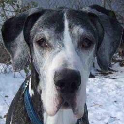 I'm Ray Chesnick, my Great Dane is Chase, Tipper is the kitteh who adopted me & Chase. I love my TWEEPS - you keep me going. We are comrades in the great #WLF