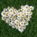 Cat Teel (@daisycat1) Twitter profile photo Cat Teel (@daisycat1) Twitter profile photo