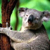 Monique B. (@madell64) 's Twitter Profile