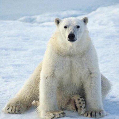 gobraves29's profile picture. 야생동물 수의사, MLB, Atlanta Braves 19년 팬