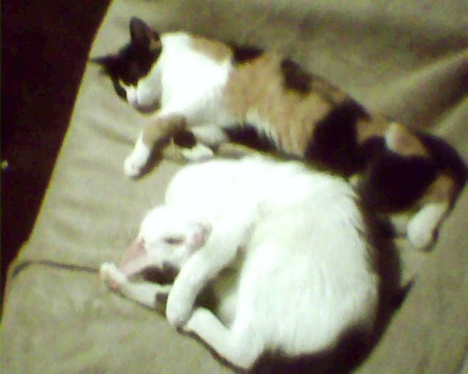 im Alexandria burdge and this is my funny cats twitter also like us on facebook (fb) --- https://t.co/cDKOniX1o2