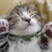 ブチャ猫bot (@kesute20130815) Twitter profile photo