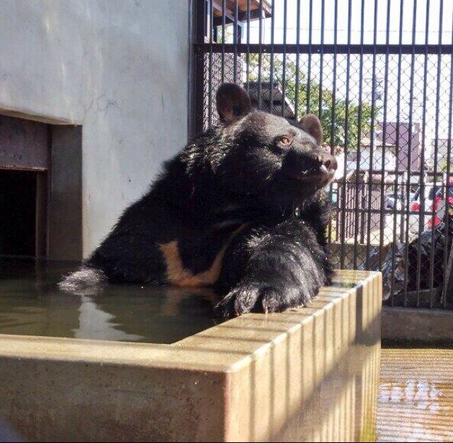 山形県唯一のとても小さな動物園兼、怪我などで保護された野生鳥獣を救護する施設です。河北町役場の敷地内にあり入園料無料､年中無休です。飼育員達が不定期で 