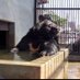河北町児童動物園 (野生鳥獣救護所) (@kahoku_zoo) Twitter profile photo 河北町児童動物園 (野生鳥獣救護所) (@kahoku_zoo) Twitter profile photo