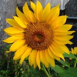 Life is a Gift