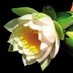 BloemisterijOosterom (@oosteromwoerden) Twitter profile photo