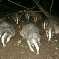 Mark Garrett (@badgermoon) 's Twitter Profile Photo